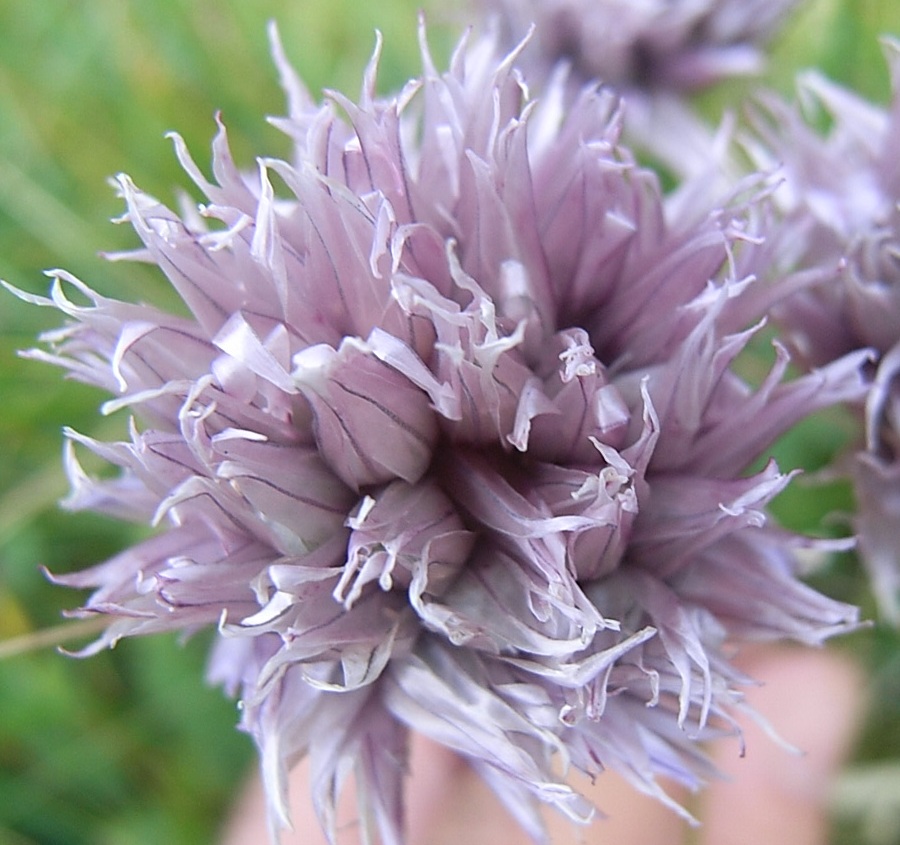 Allium schoenoprasum