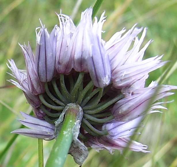 Allium schoenoprasum