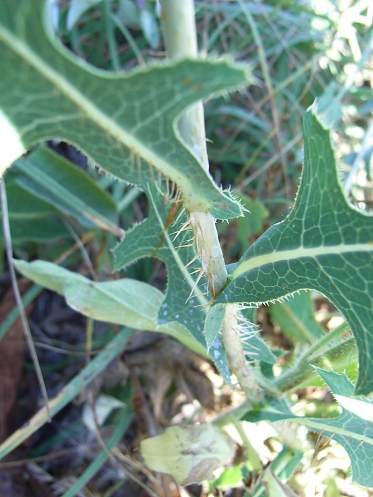 Lactuca sativa subsp. serriola