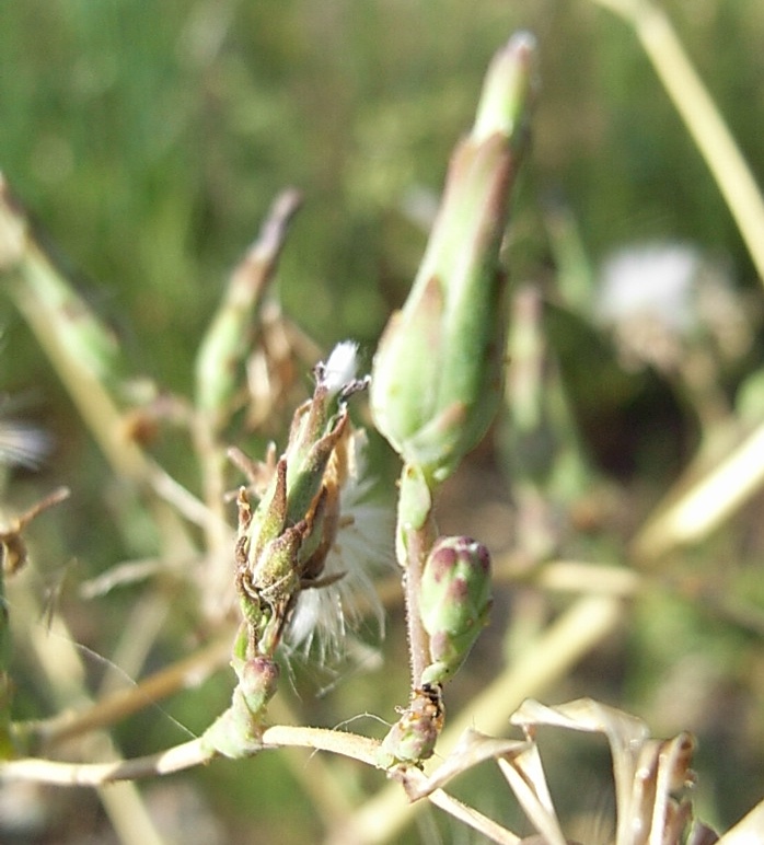 Lactuca sativa subsp. serriola