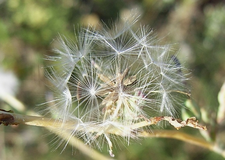 Lactuca sativa subsp. serriola