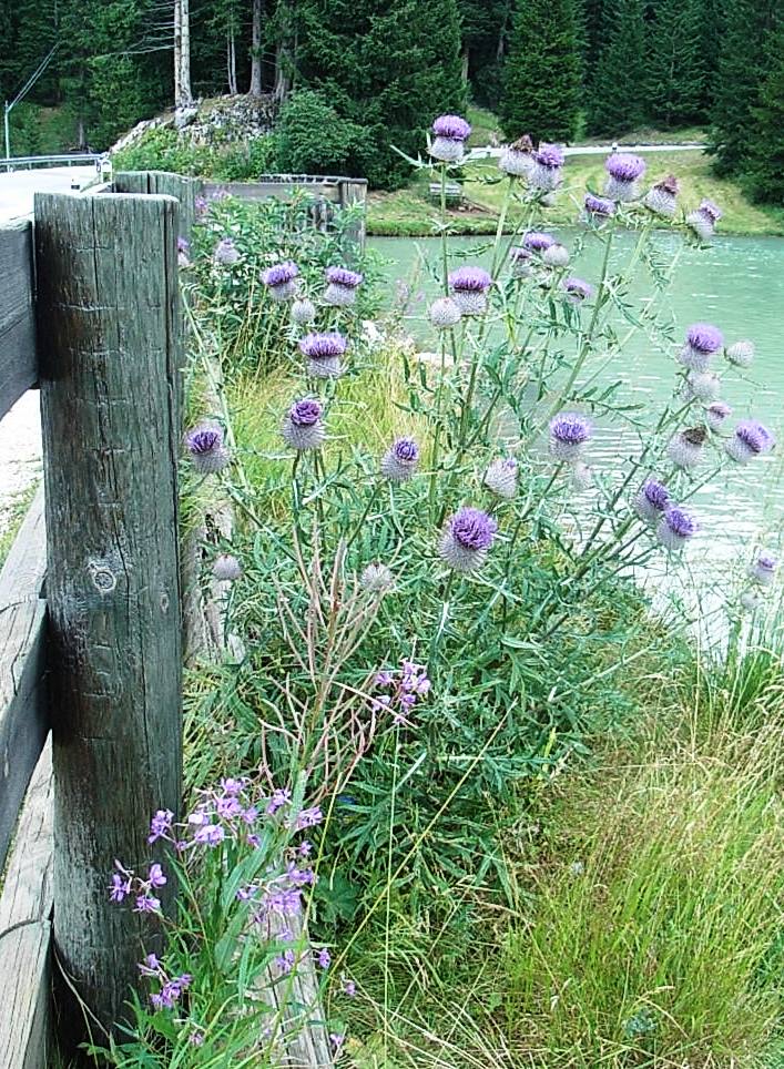 Cirsium eriophorum