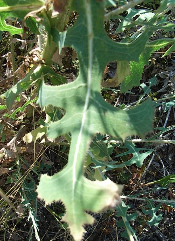 Lactuca sativa subsp. serriola