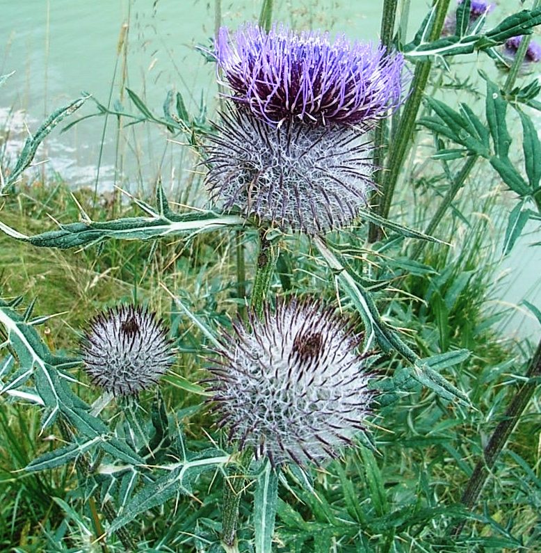 Cirsium eriophorum