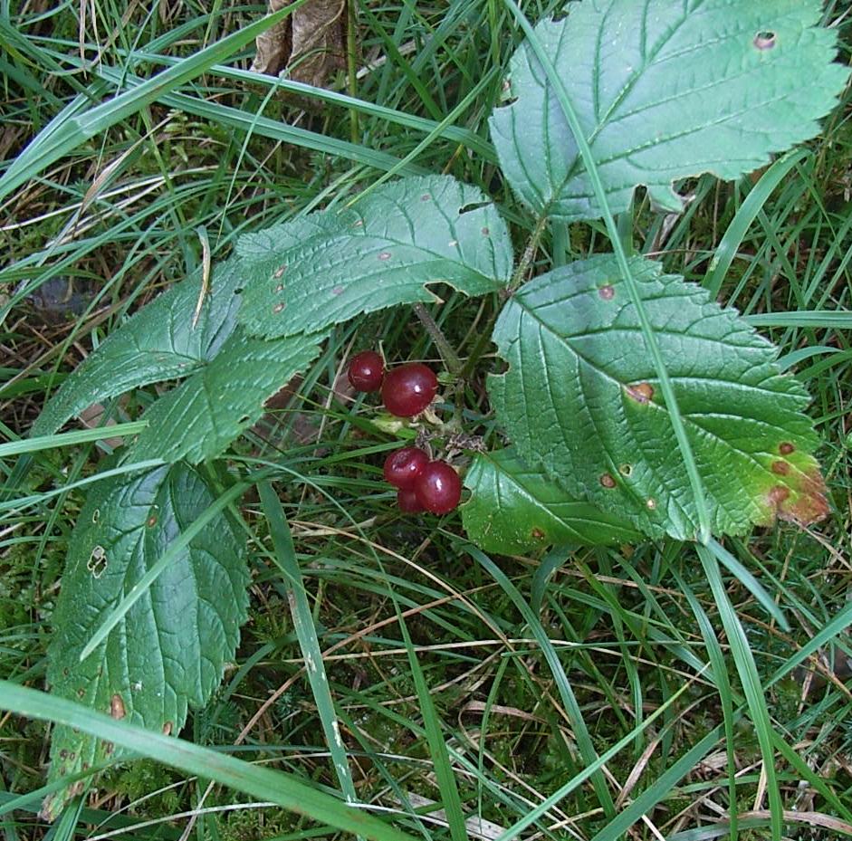 piccolo suffrutice - Rubus saxatilis