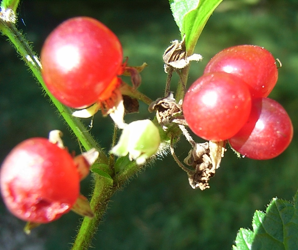 piccolo suffrutice - Rubus saxatilis