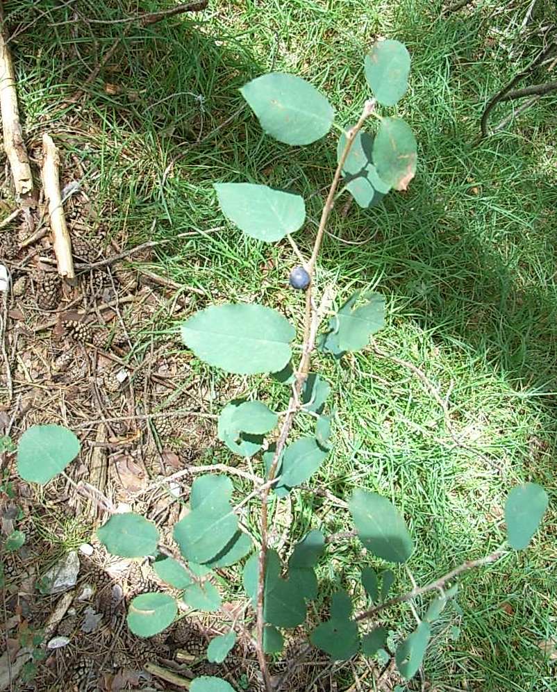 Amelanchier ovalis