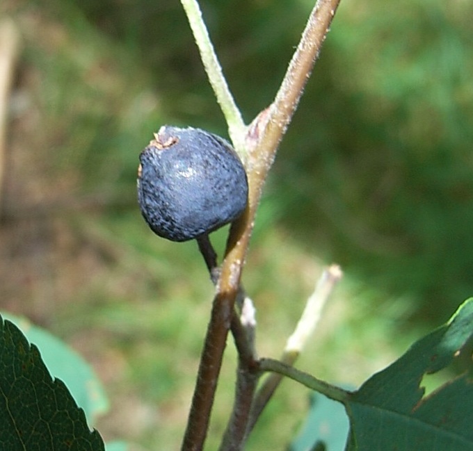 Amelanchier ovalis