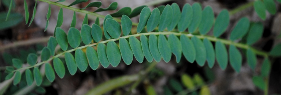 Astragalus monspessulanus