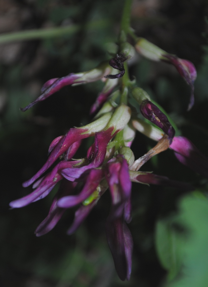 Astragalus monspessulanus