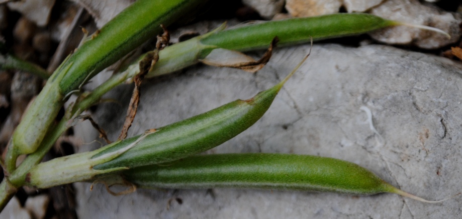 Astragalus monspessulanus