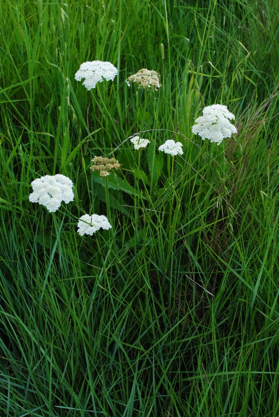 Apiacea - Oenanthe silaifolia