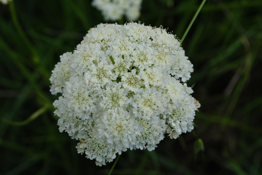 Apiacea - Oenanthe silaifolia