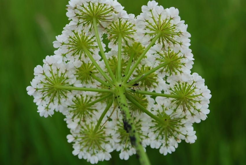 Apiacea - Oenanthe silaifolia