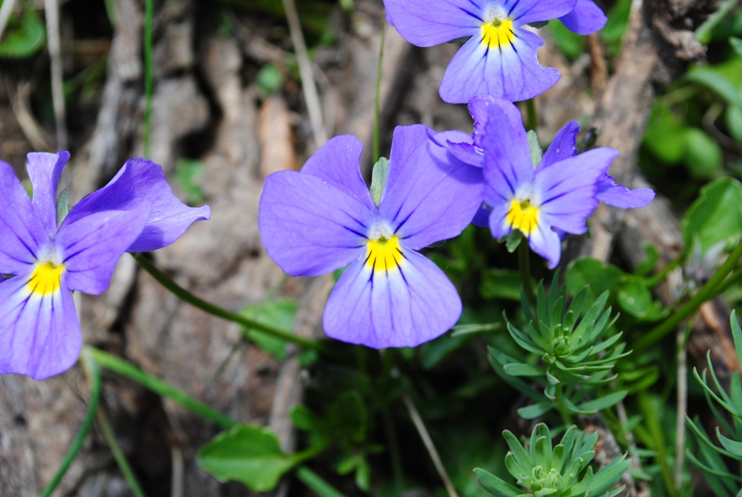 Viola eugeniae