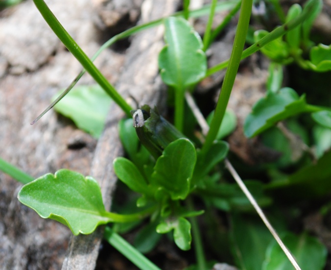 Viola eugeniae