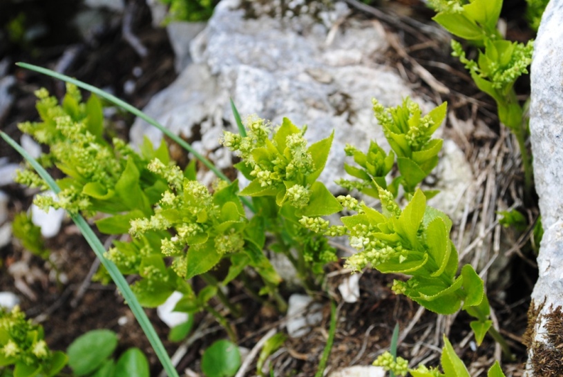 Mercurialis ovata