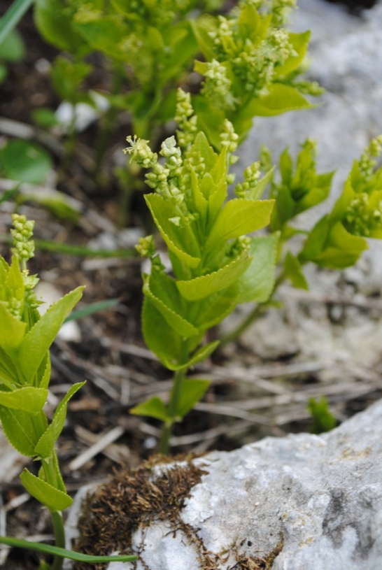 Mercurialis ovata