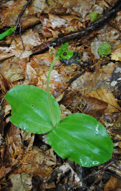 Neottia ovata