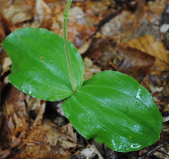 Neottia ovata