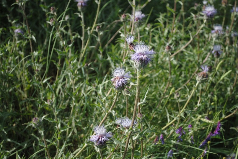 Carthamus caeruleus / Cardoncello azzurro