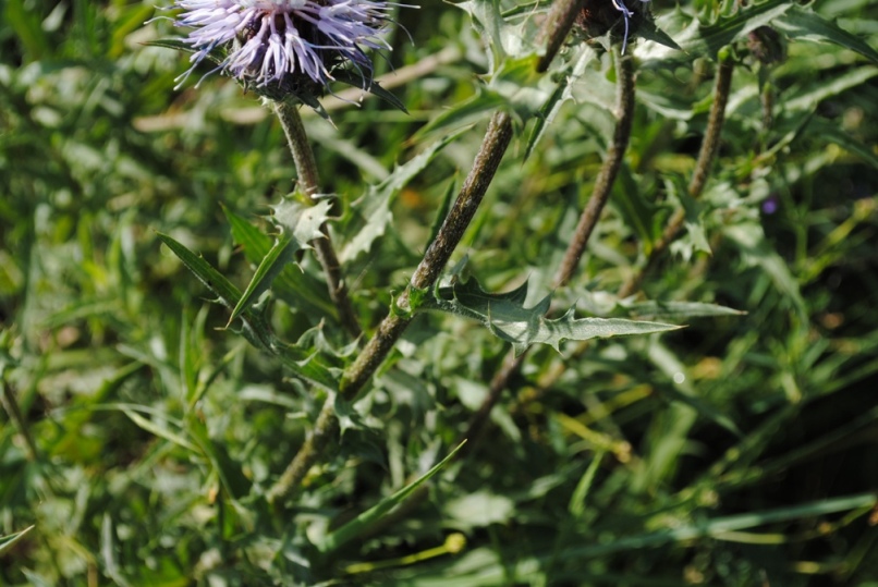 Carthamus caeruleus / Cardoncello azzurro