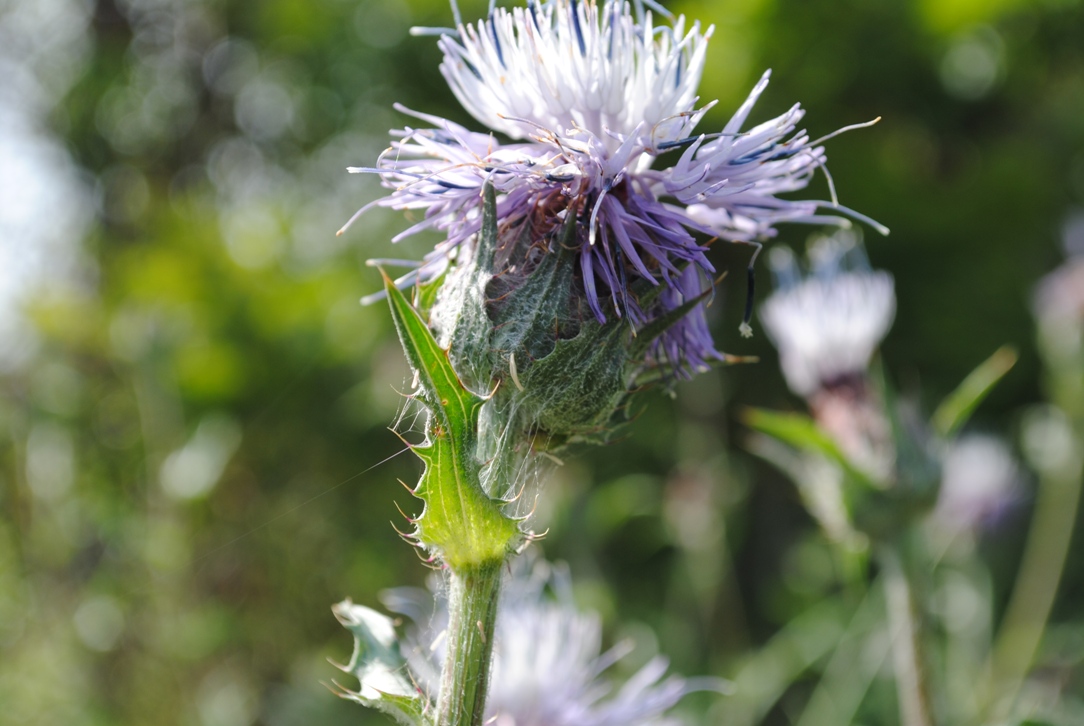 Carthamus caeruleus / Cardoncello azzurro