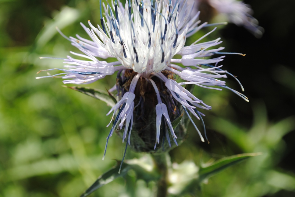 Carthamus caeruleus / Cardoncello azzurro