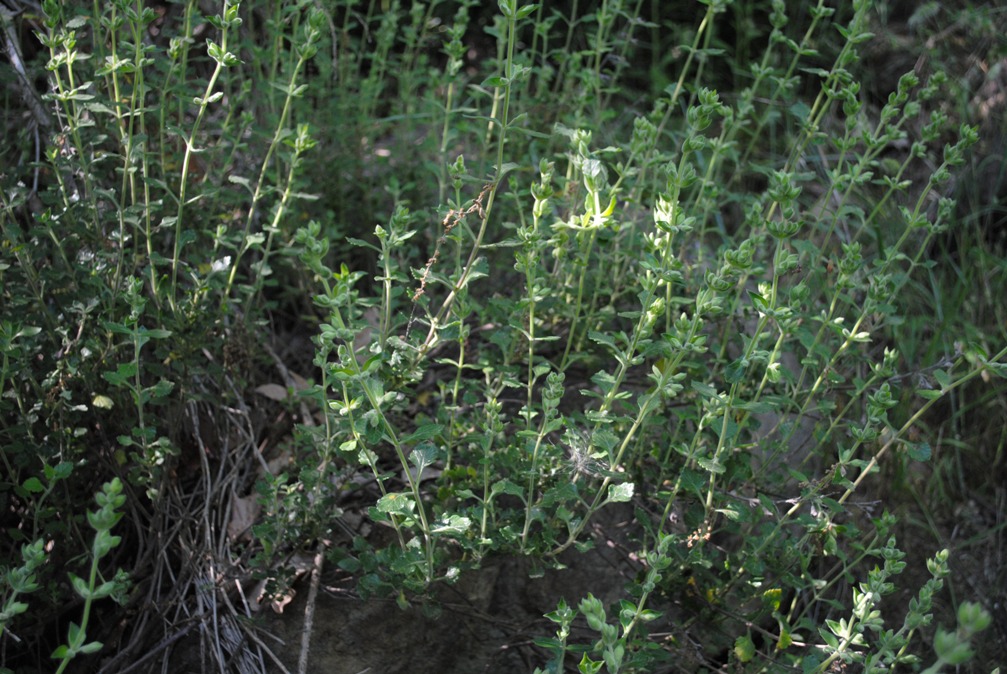 Teucrium flavum sl.