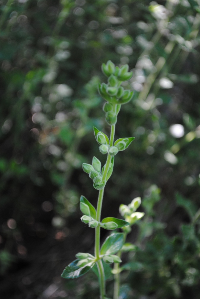 Teucrium flavum sl.