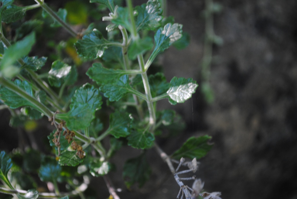 Teucrium flavum sl.