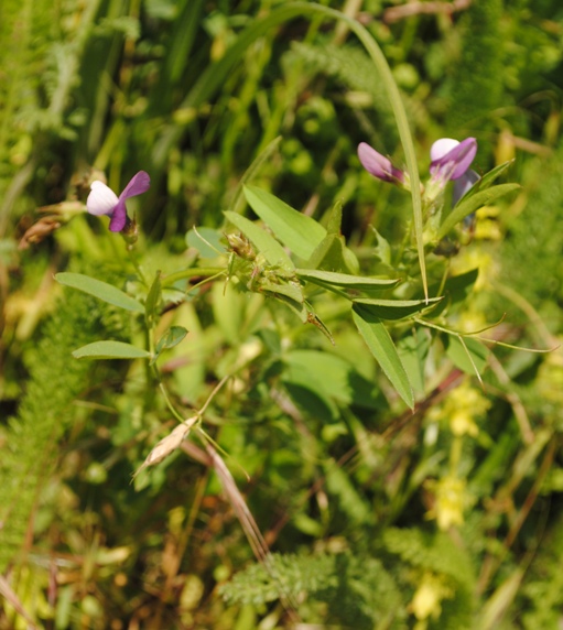 Vicia bithynica