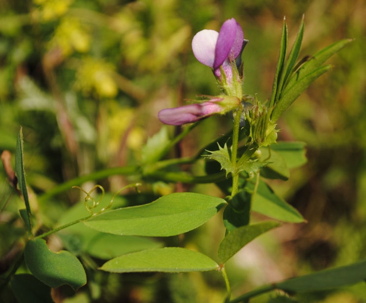 Vicia bithynica