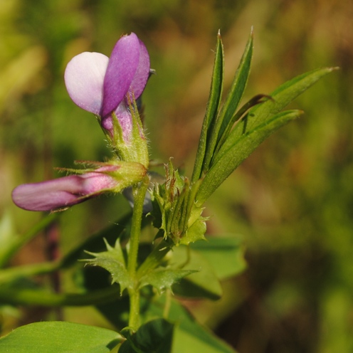 Vicia bithynica