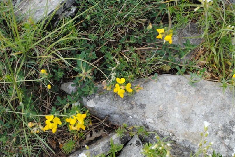 Lotus corniculatus