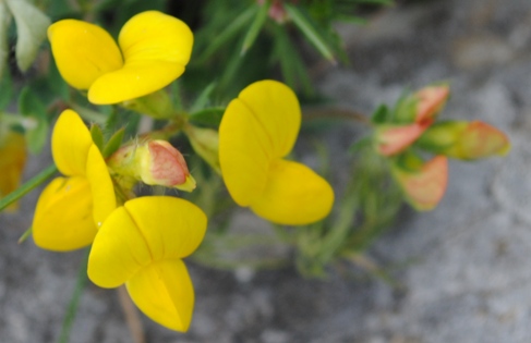 Lotus corniculatus