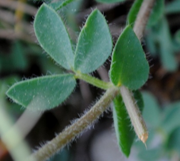 Lotus corniculatus