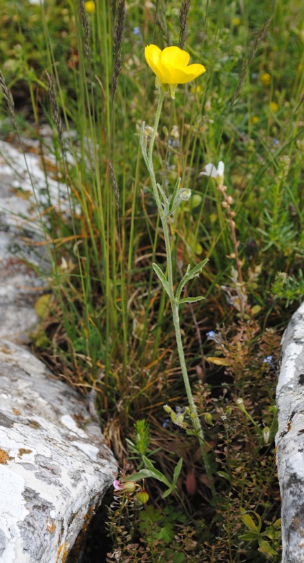 Ranunculus monspeliacus / Ranuncolo di Montpellier