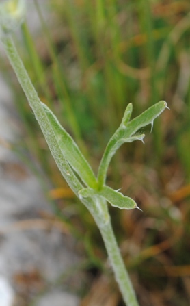 Ranunculus monspeliacus / Ranuncolo di Montpellier