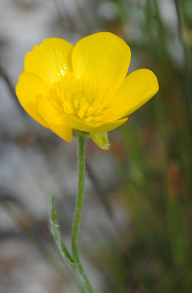 Ranunculus monspeliacus / Ranuncolo di Montpellier