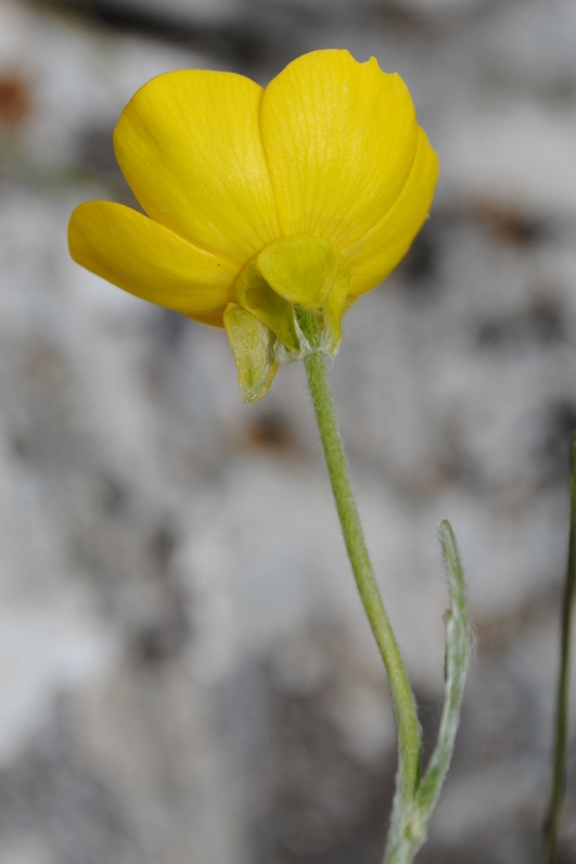 Ranunculus monspeliacus / Ranuncolo di Montpellier