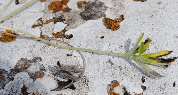 Ranunculus monspeliacus / Ranuncolo di Montpellier