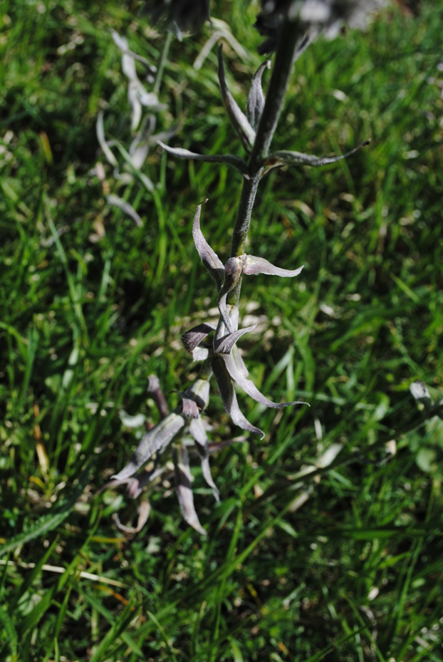 Cynoglossum magellense