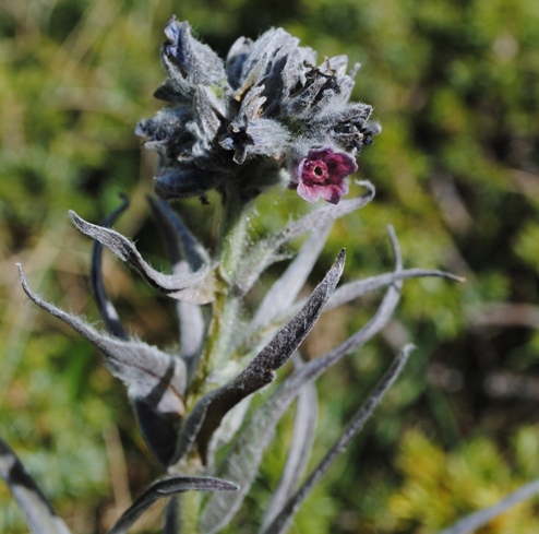 Cynoglossum magellense