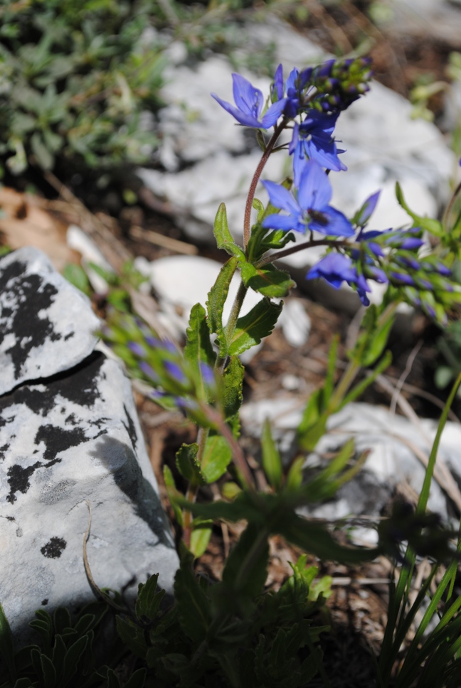 Veronica  orsiniana  o  V. prostata ?  Veronica  orsiniana