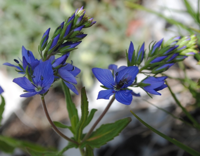 Veronica  orsiniana  o  V. prostata ?  Veronica  orsiniana