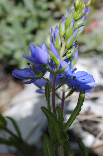 Veronica  orsiniana  o  V. prostata ?  Veronica  orsiniana