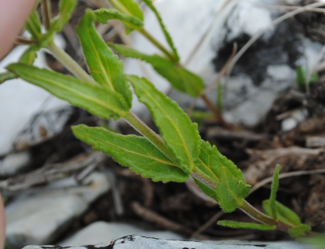 Veronica  orsiniana  o  V. prostata ?  Veronica  orsiniana