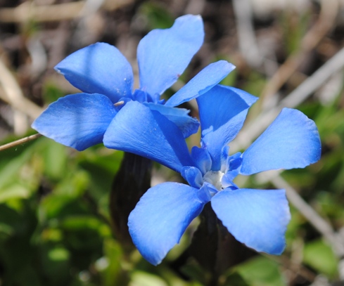 Gentiana verna