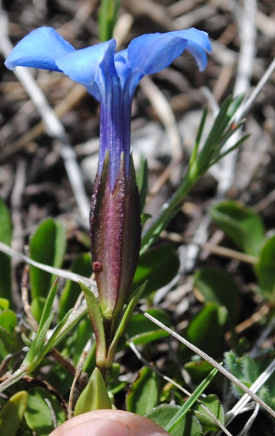 Gentiana verna